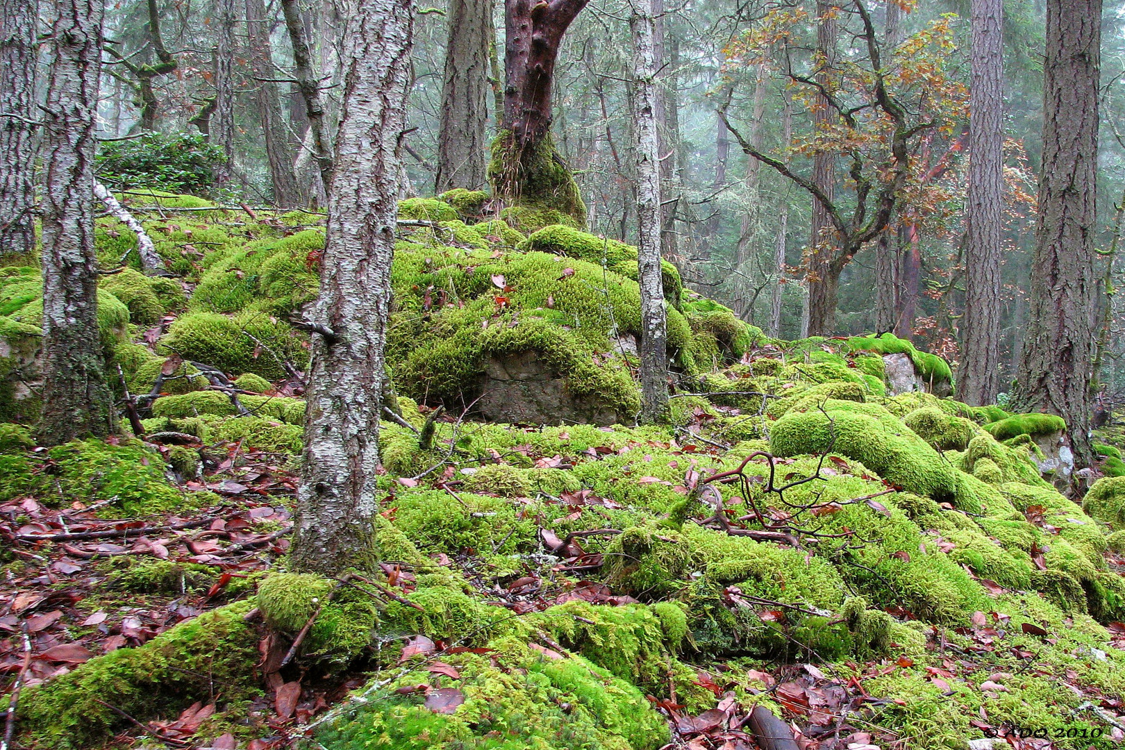 Magic of the Rain Forest