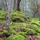 Magic of the Rain Forest