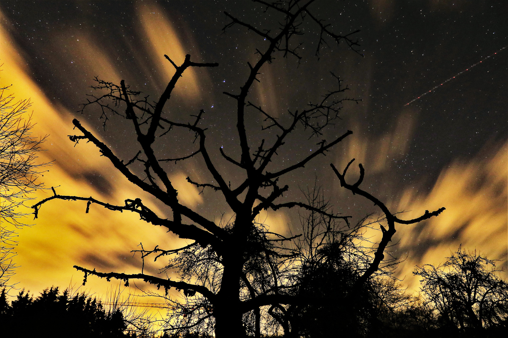 Magic Starlight-Tree