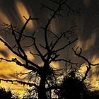 Magic Starlight-Tree