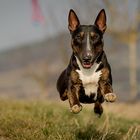 Magic the sporty Miniature Bullterrier