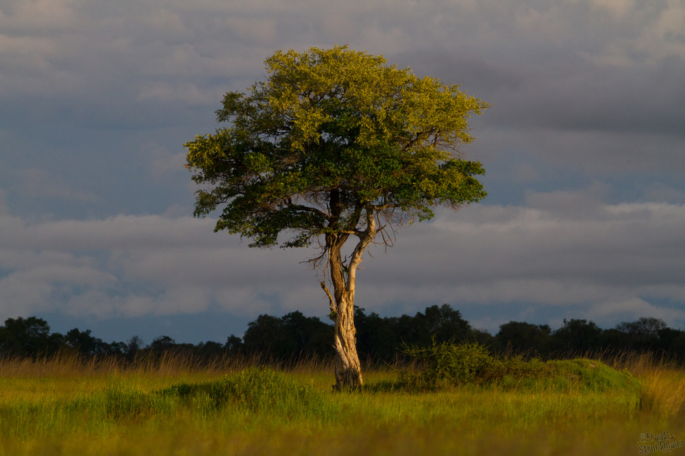 Magic Tree