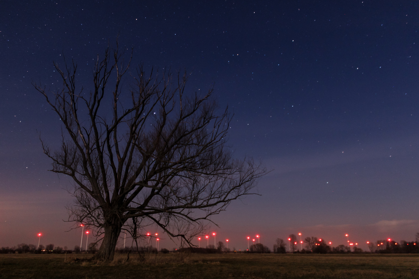 Magic Tree