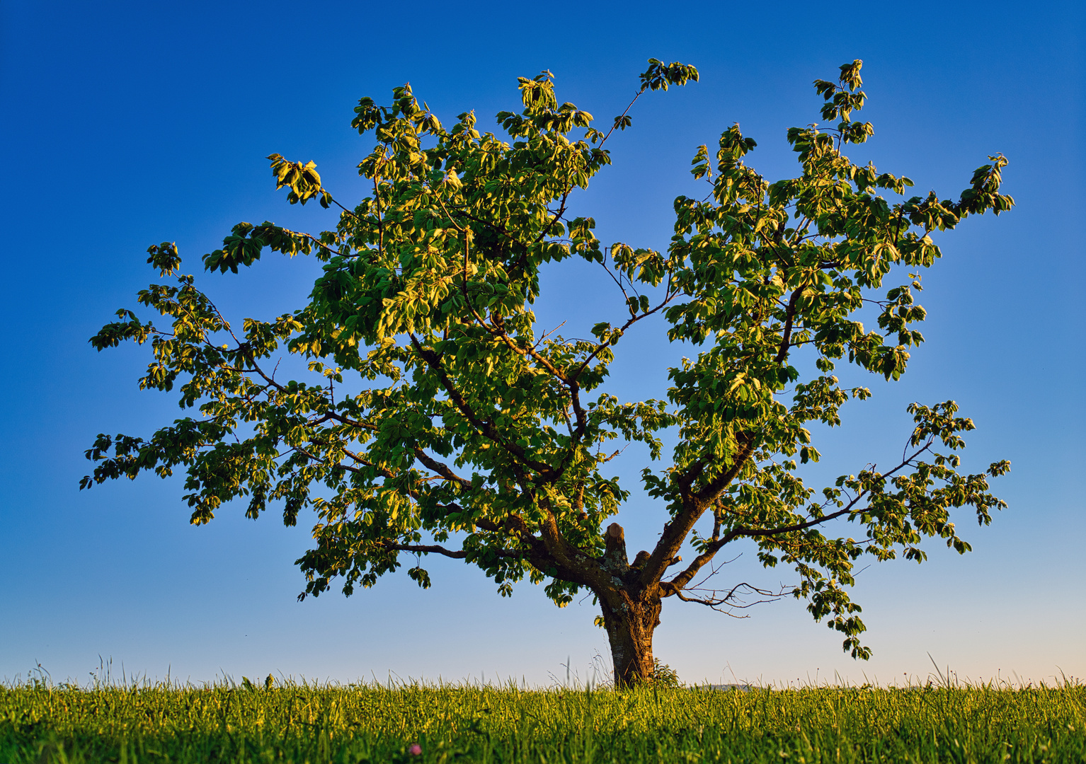 Magic tree