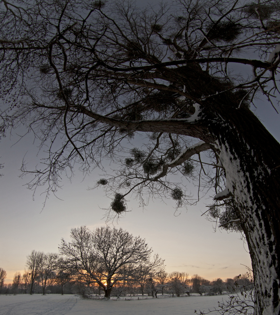 Magic Tree