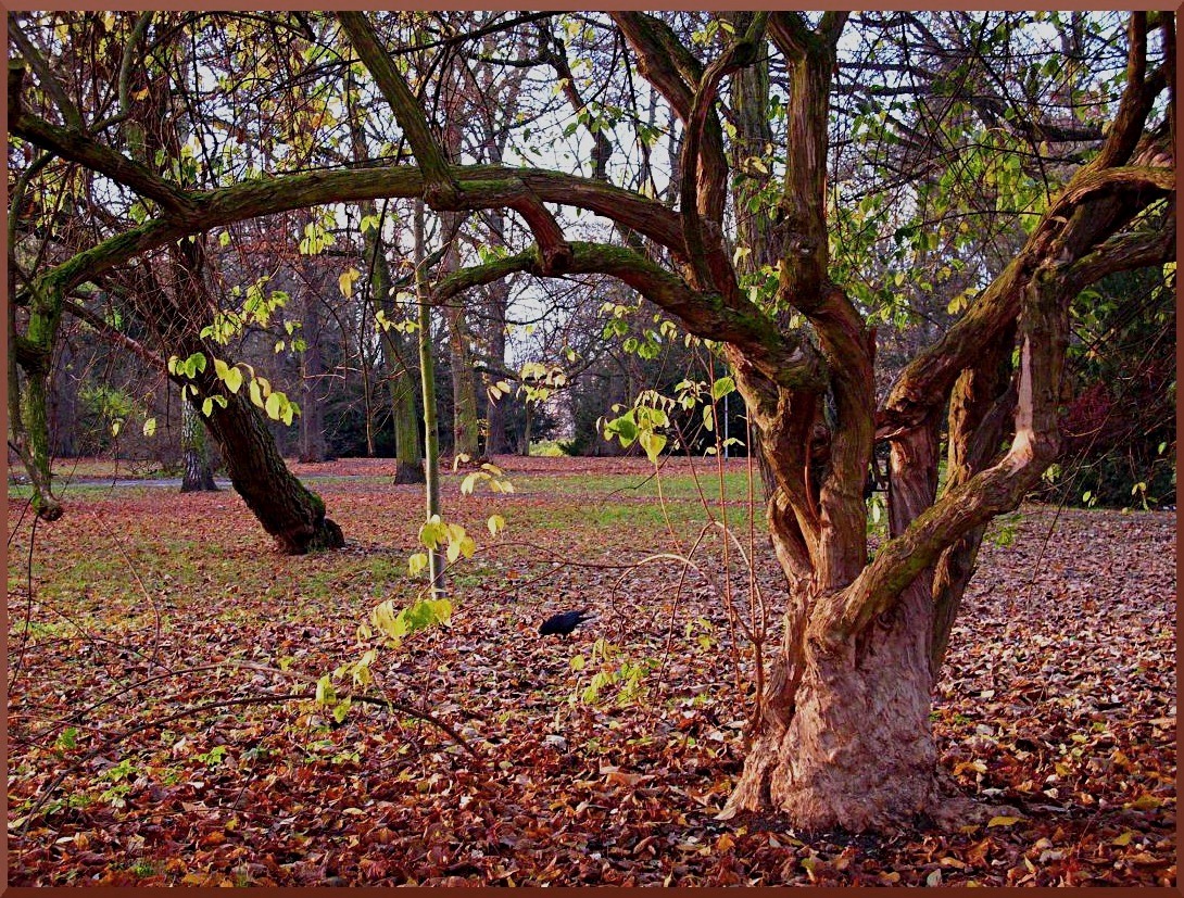 magic tree in November park