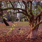 magic tree in November park