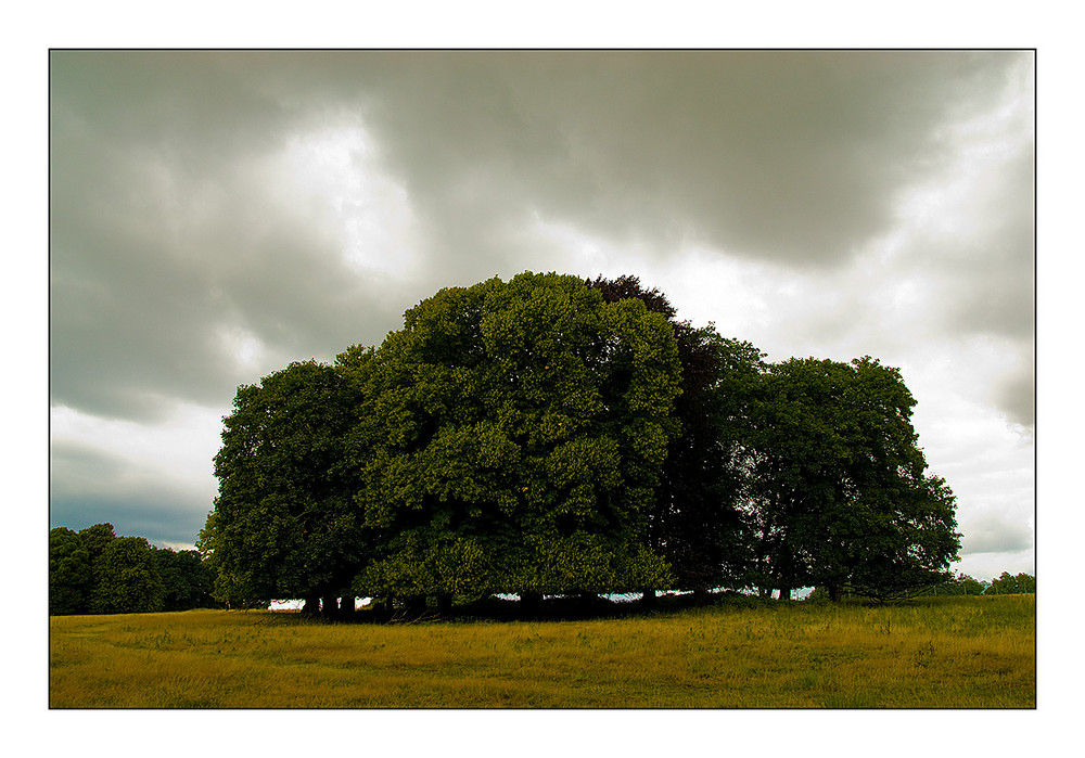 Magic Trees