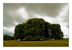 Magic Trees