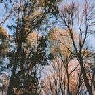 Magic Trees - I