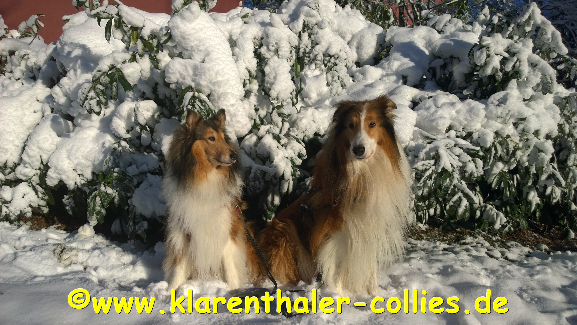 Magic und Bonnie im ersten Schnee 2015