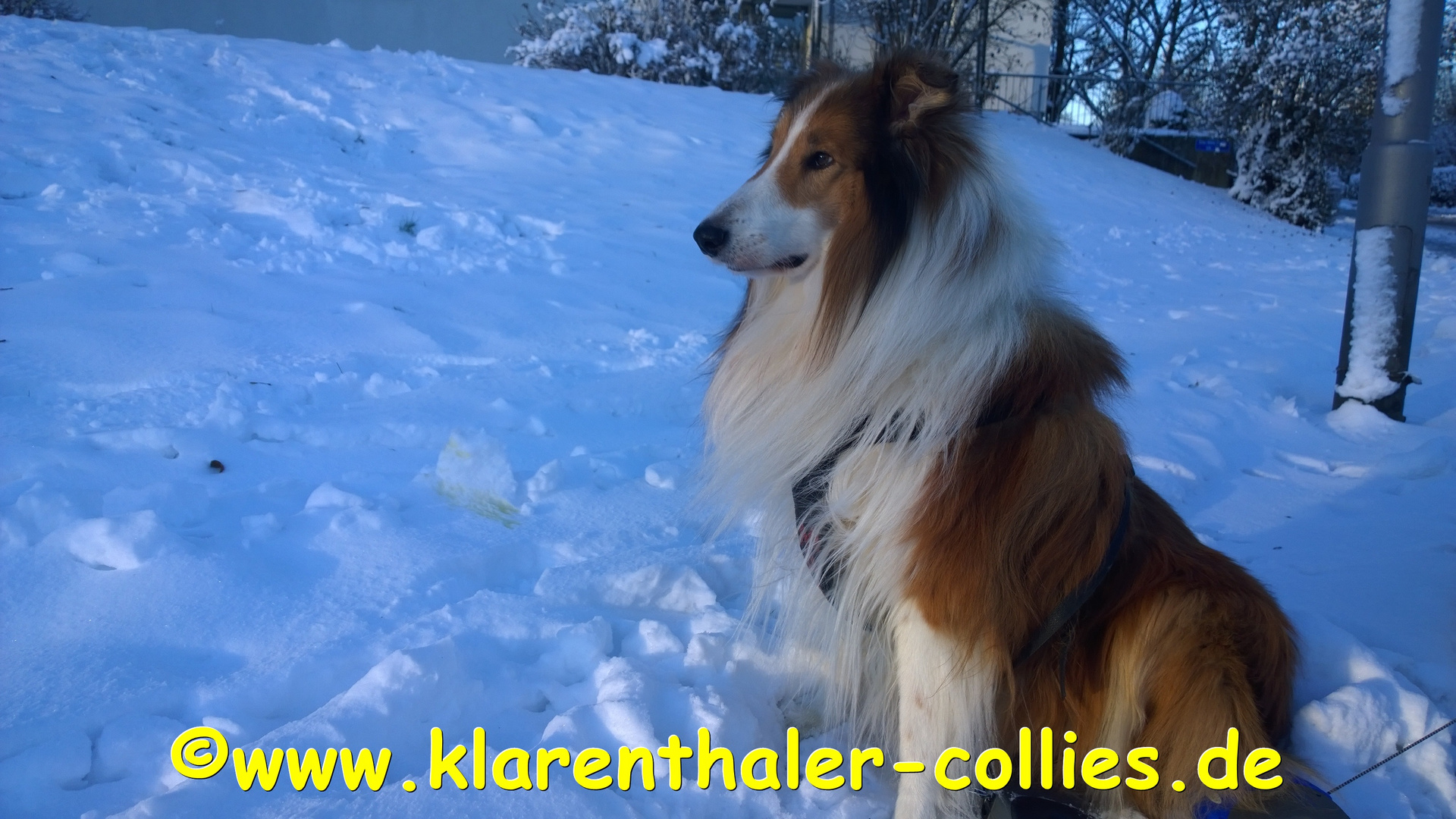 Magic von den www.klarenthaler-collies.de