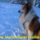 Magic von den www.klarenthaler-collies.de