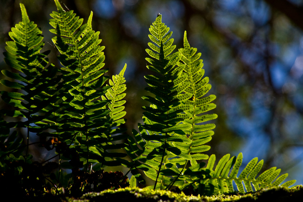 Magic Wood Farn