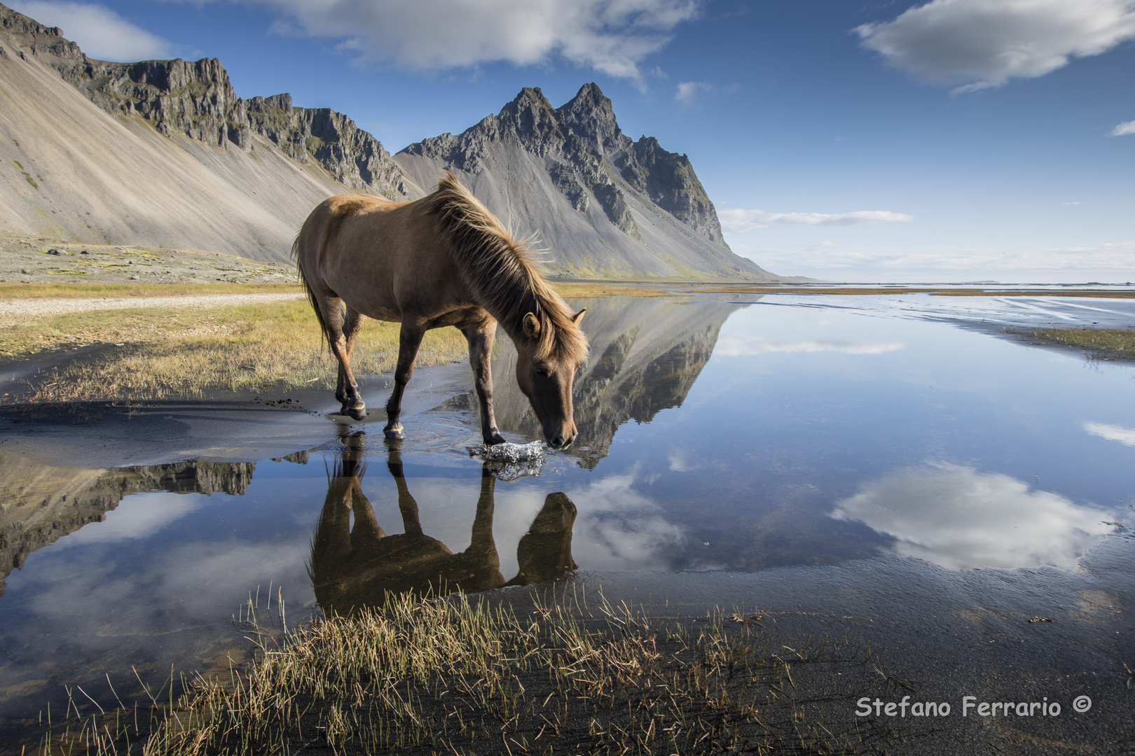 Magica Islanda e il cavallo riflesso