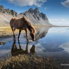 Magica Islanda e il cavallo riflesso