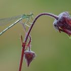 Magica natura....