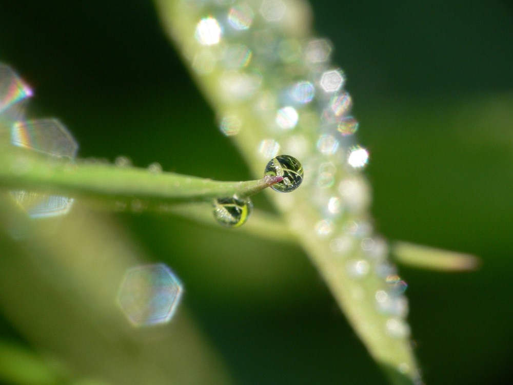 Magical dew...