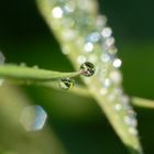 Magical dew...