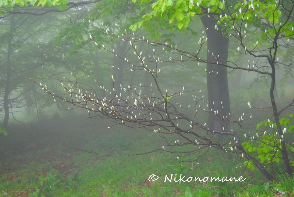 Magical forest