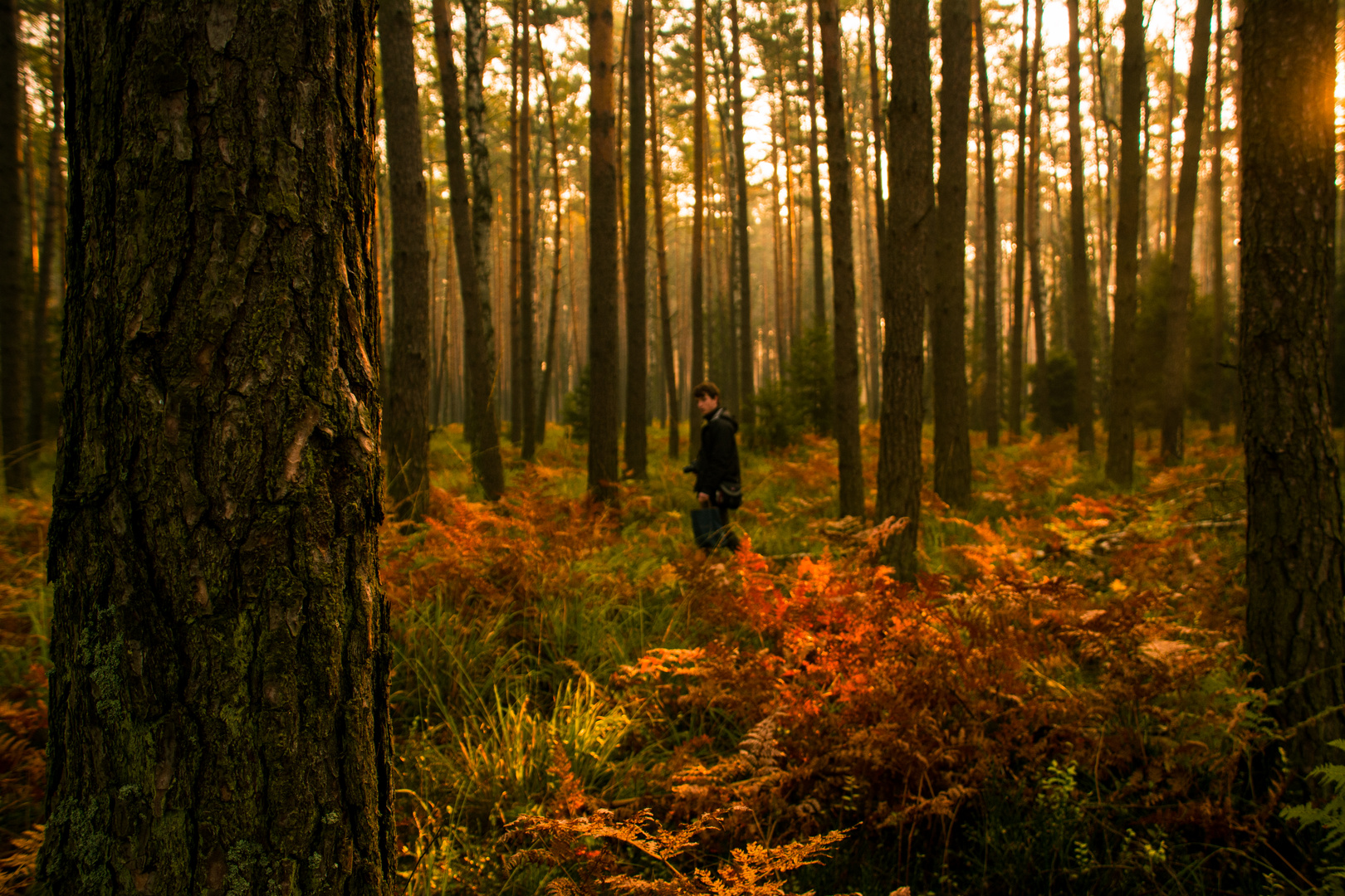 magical forest