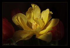 magical light