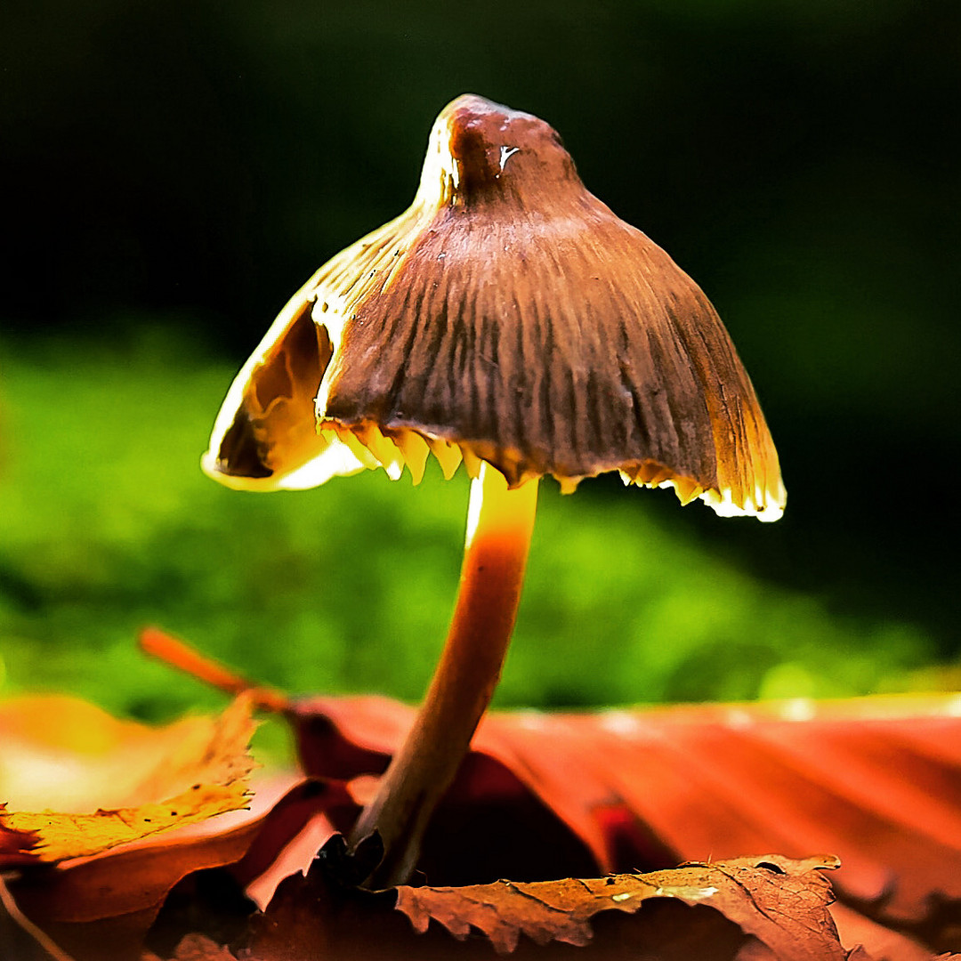 Magical mushroom