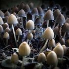 Magical Mystery Mushrooms