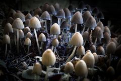 Magical Mystery Mushrooms