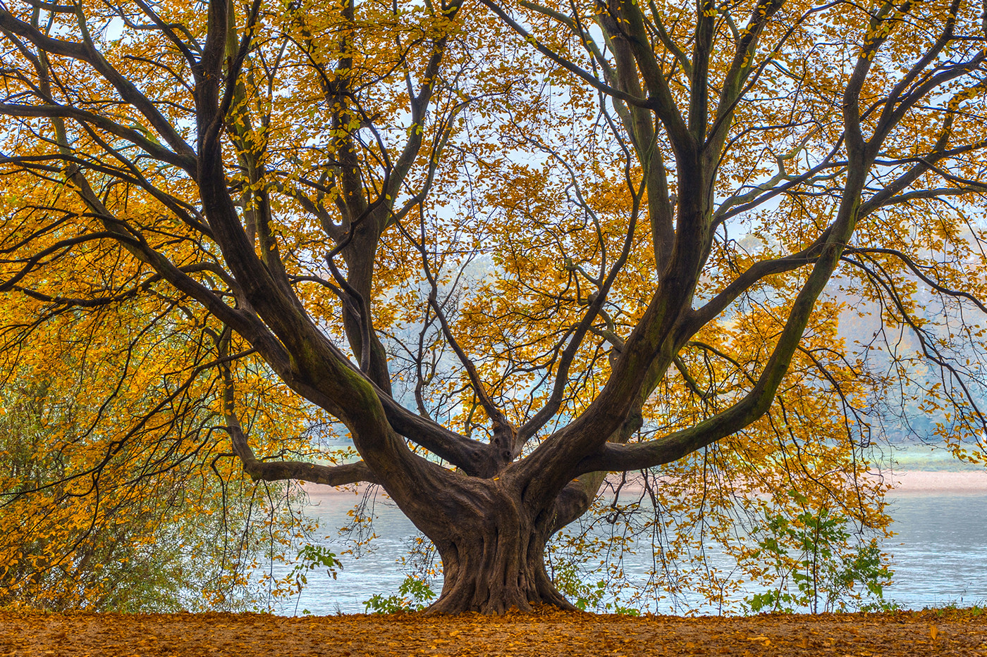 Magical Tree