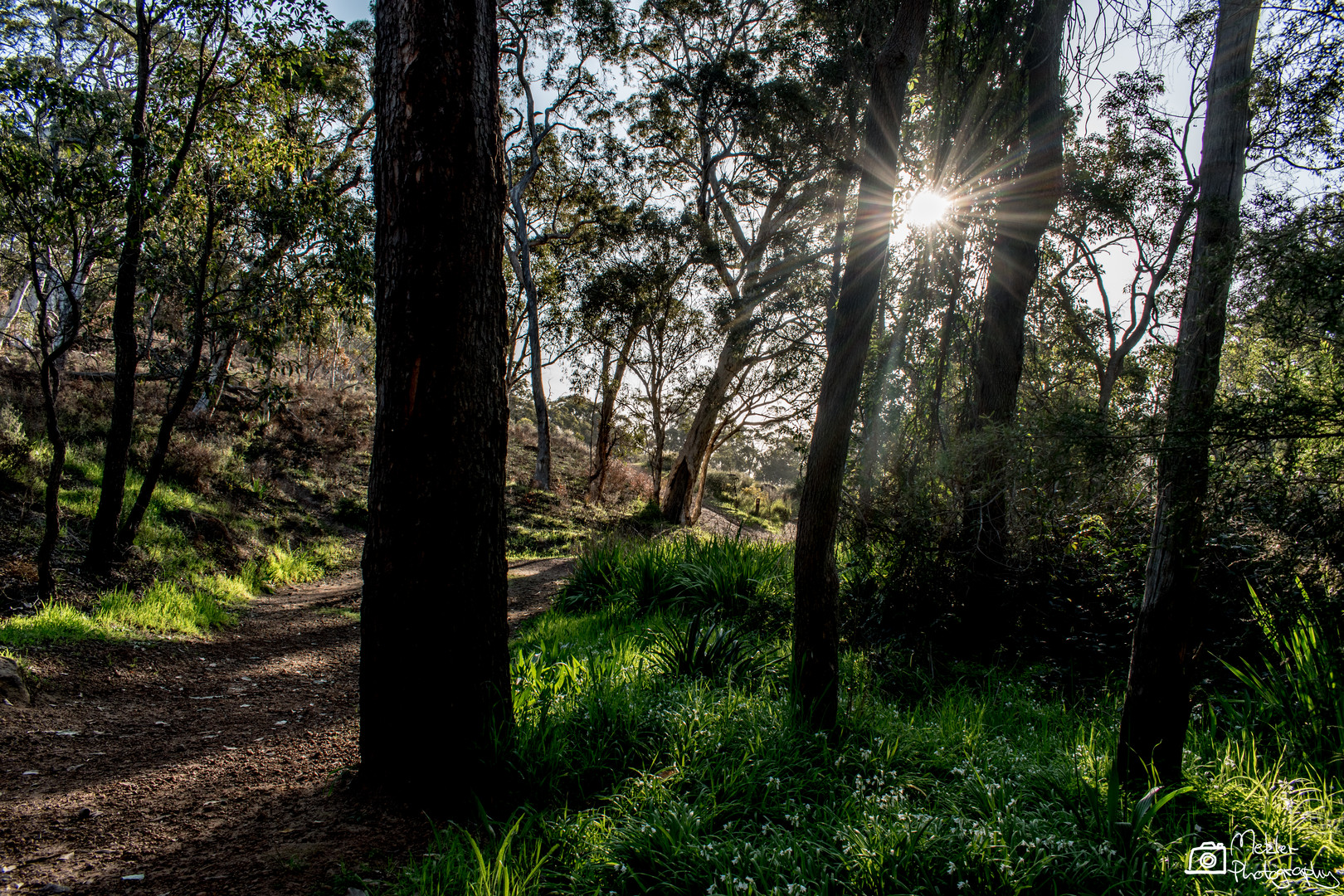 magical woodland