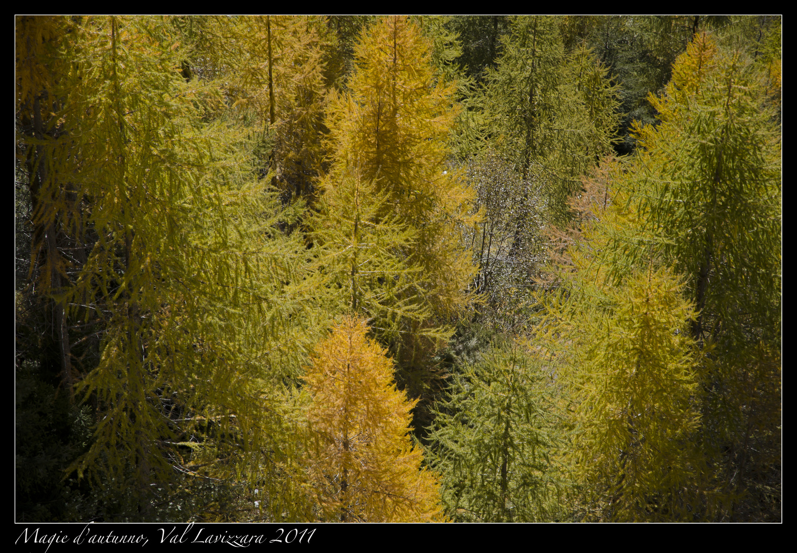 Magici colori d'autunno