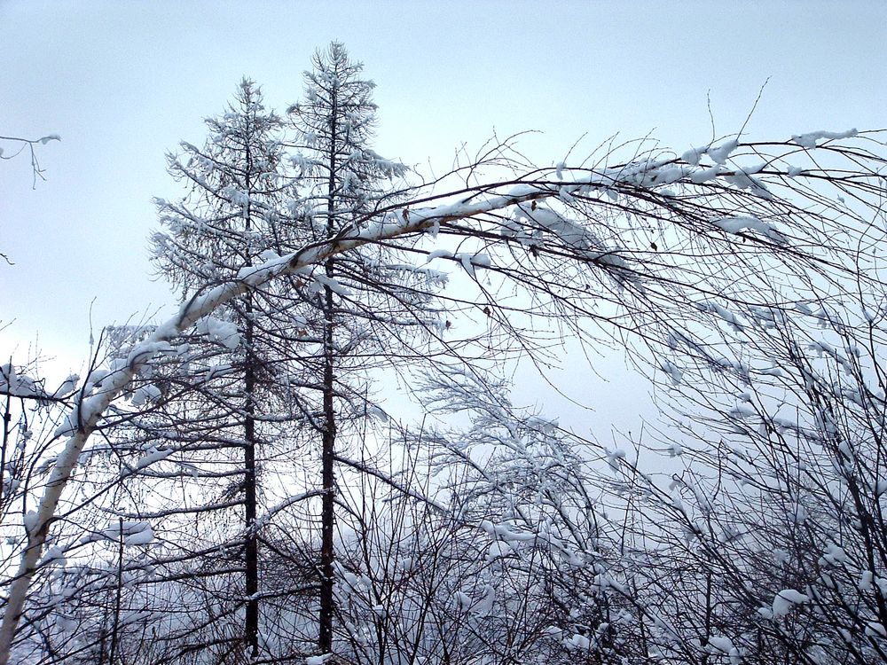 Magico bosco