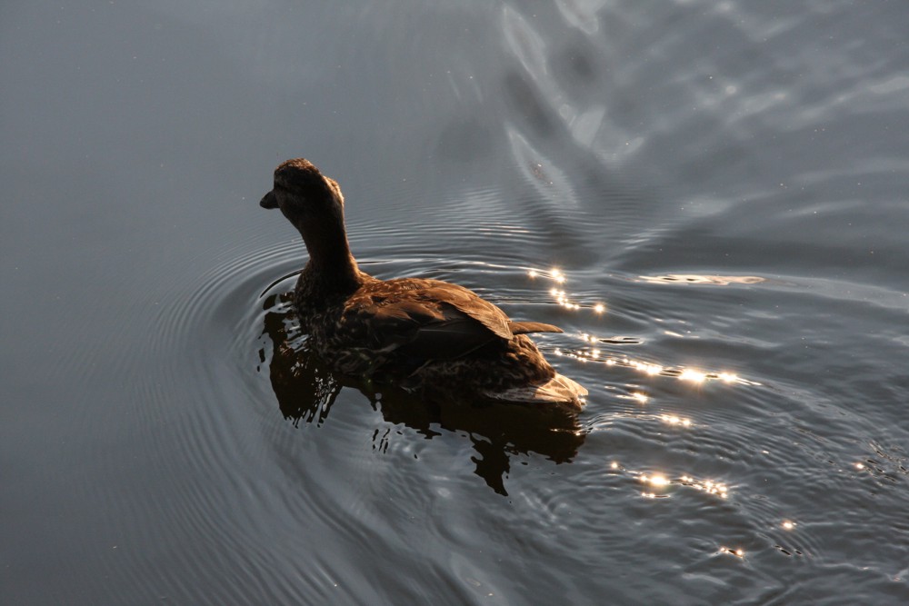 Magie auf dem Wasser