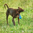 Magie - blaue Kugel schwebt