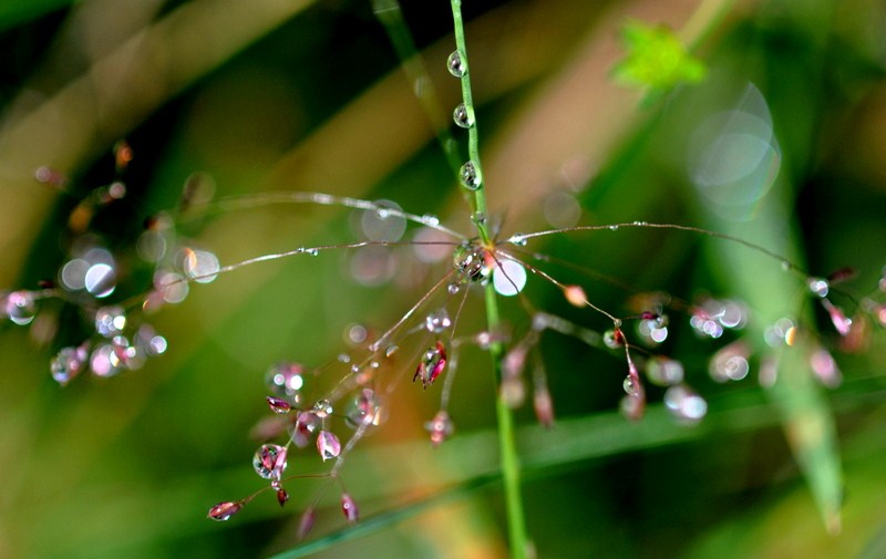 magie de la nature