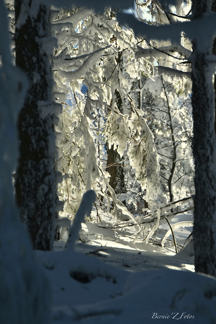 Magie de l'hiver