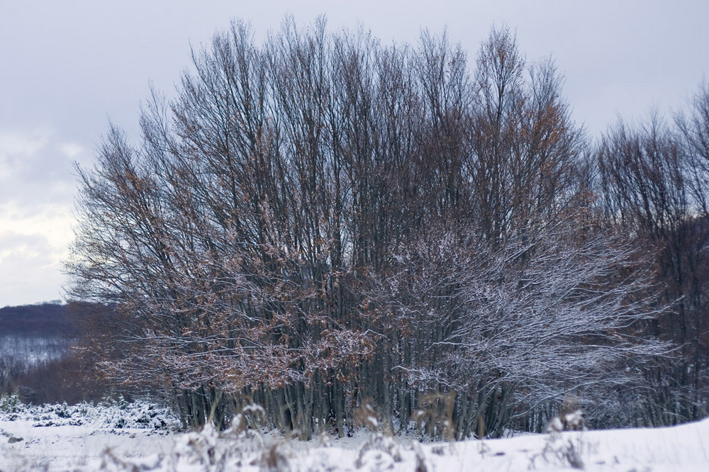 Magie della neve