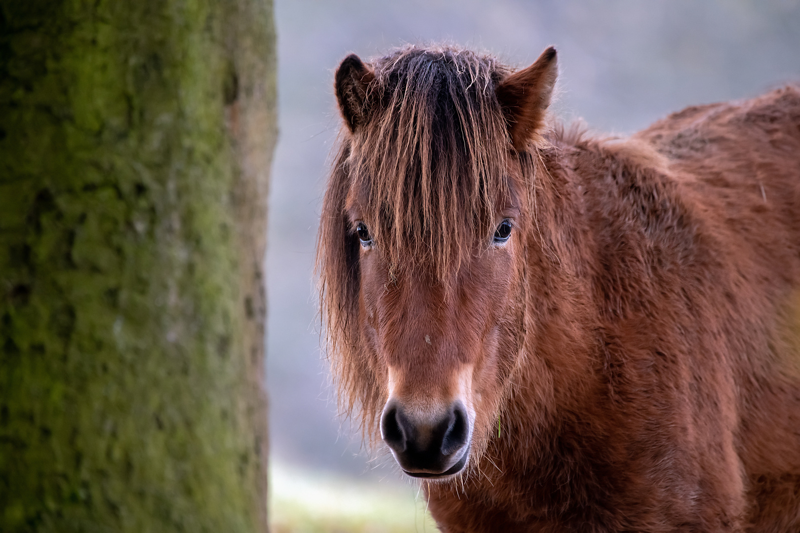 Magie der Augen