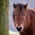 Magie der Augen