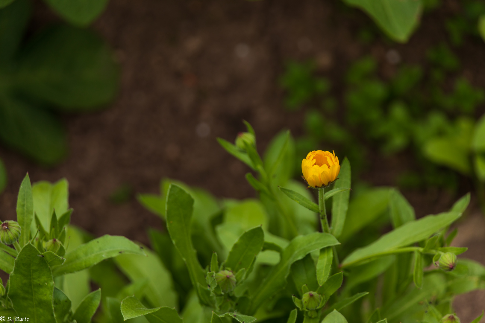 Magie der Blüten (3)