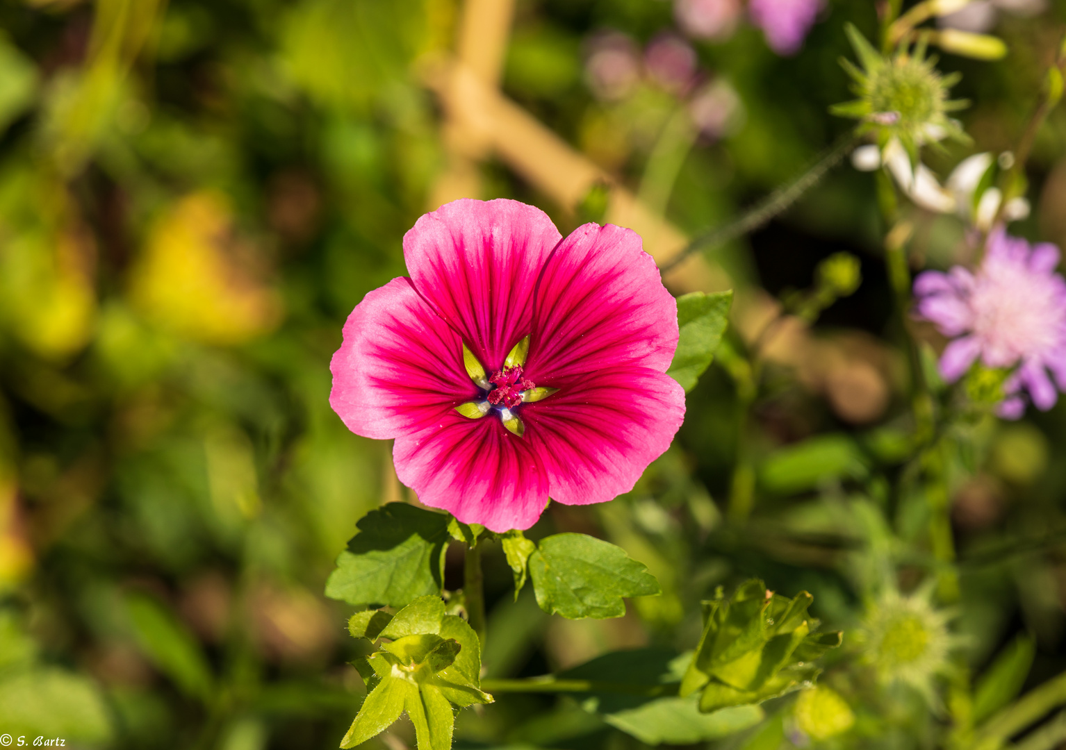 Magie der Blüten (4)