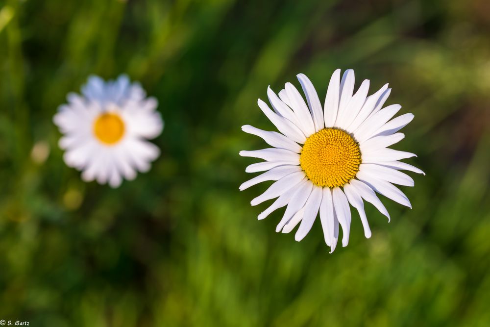 Magie der Blüten