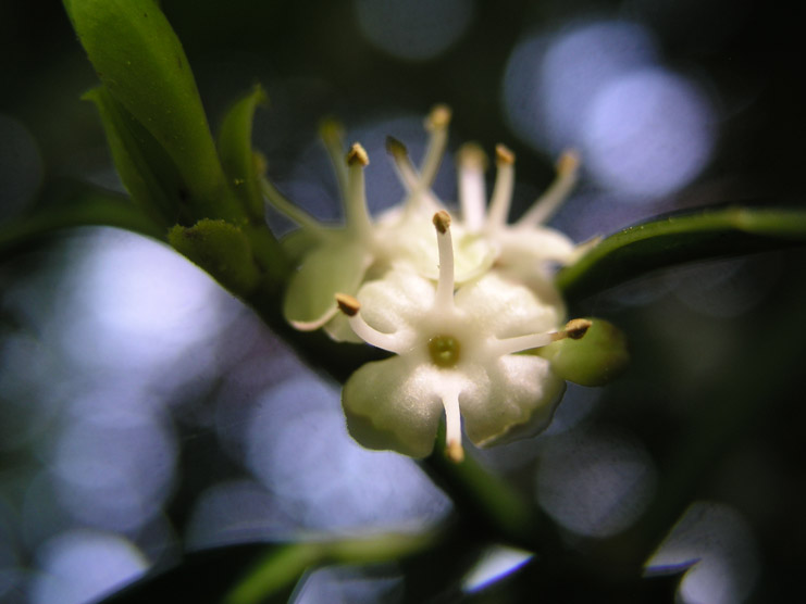 Magie der Blüten