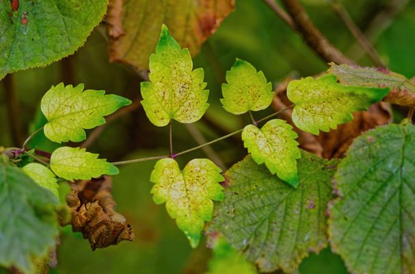 MAGIE DER BUNTEN HERBSBLÄTTER