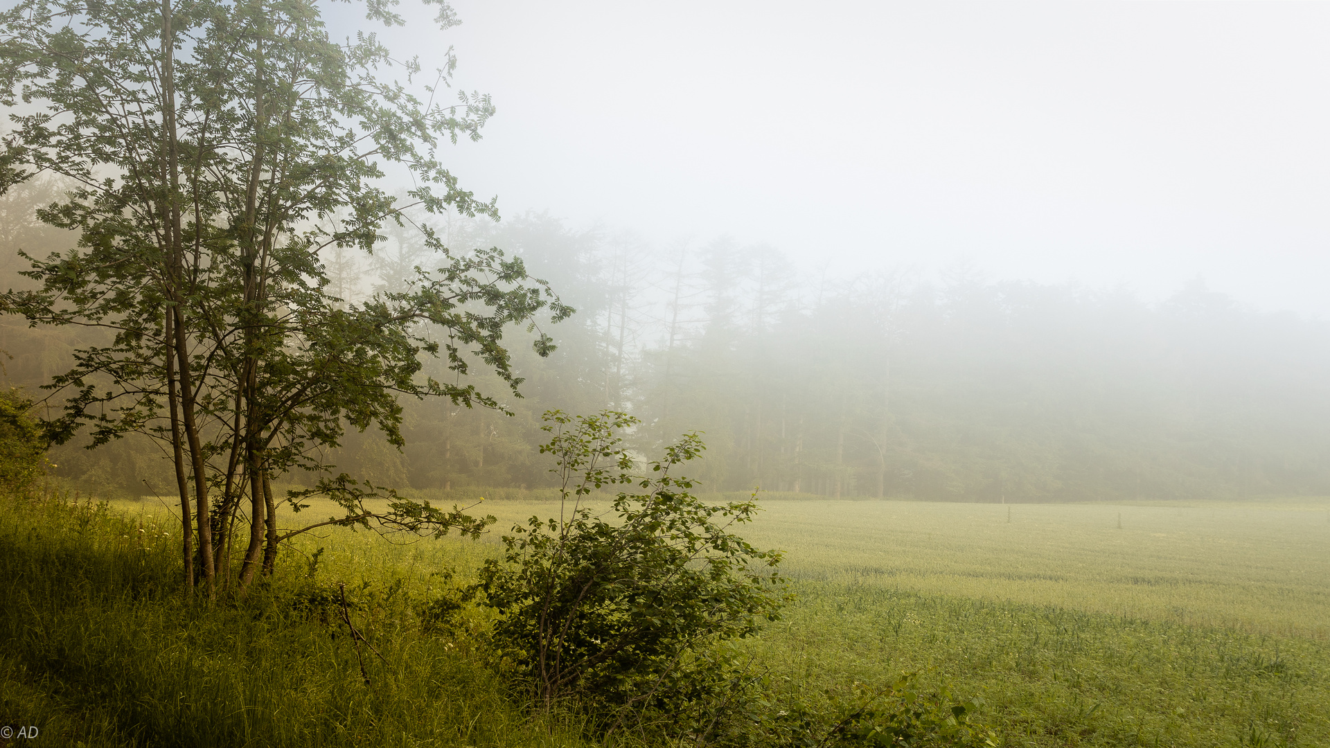 Magie der Eberesche