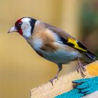 Magie der Farben - der Stieglitz brilliert am Vogelhäuschen