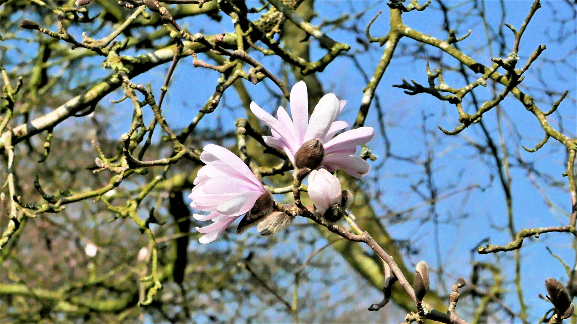 Magie der Magnolie