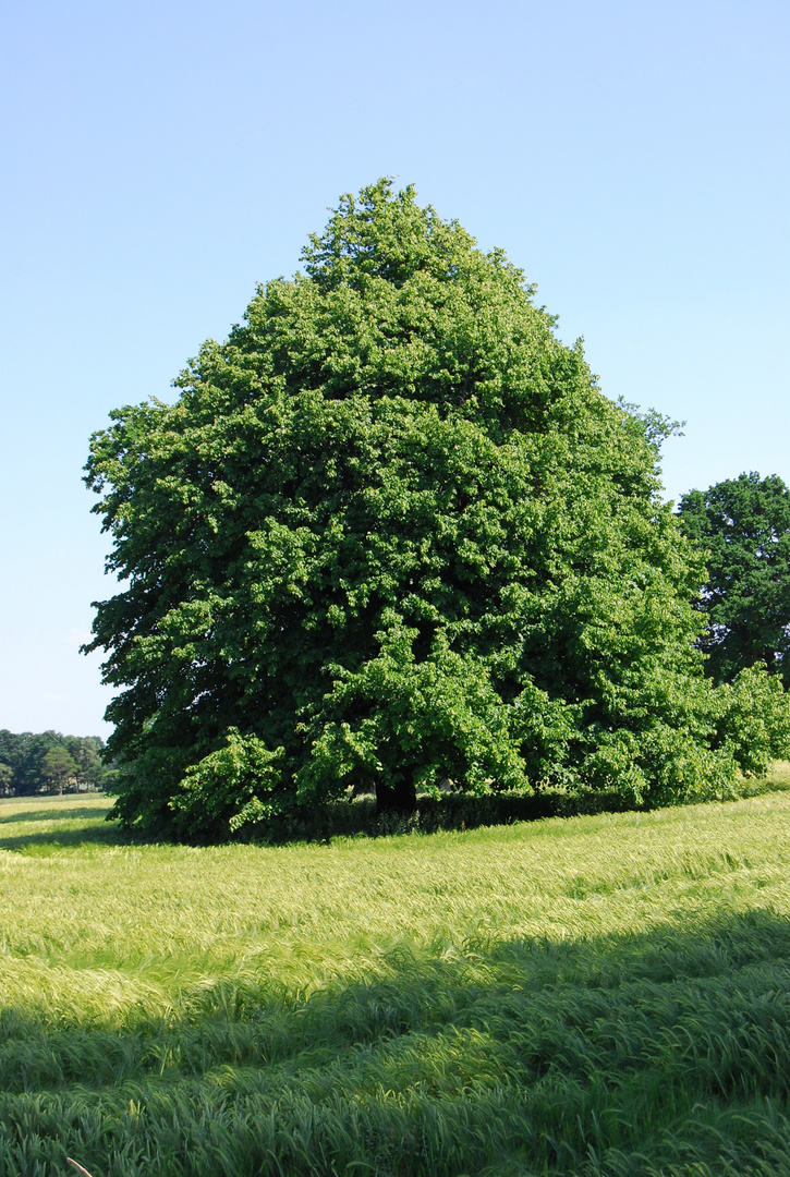 Magie des Baumes