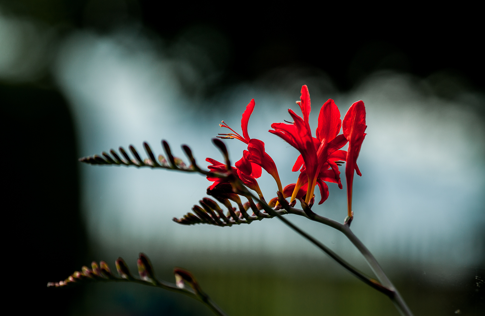 Magie des fleurs